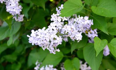 common lilac in bloom wallpaper close up