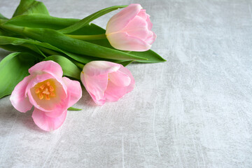 tulip bouquet isolated on the gray background copy space 