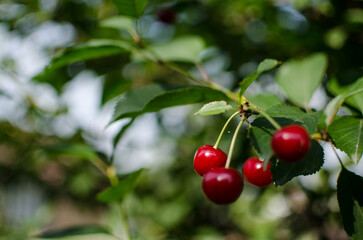Obraz premium cherries, red and ripe cherries for healthy eating with vitamins and making juice