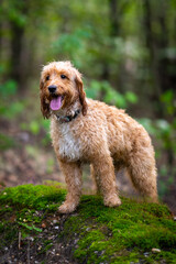 Cute wet dog cockapoo breed standing proudly in th forest.