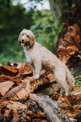 Cute wet dog cockapoo breed standing proudly in th forest