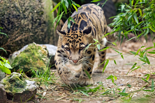 clouded leopard