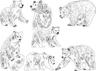 seven bears black outlines isolated on white