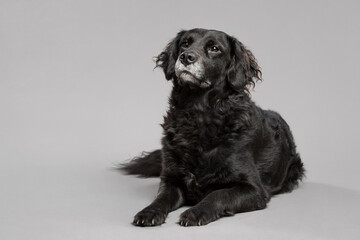 adorable black and white old retriever type mixed breed dog lying down on the floor in the studio on a gray background