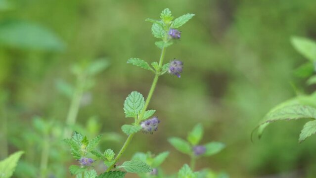 Marsypianthes chamaedrys. It is used to treat unspecified medicinal disorders and as a medicine.