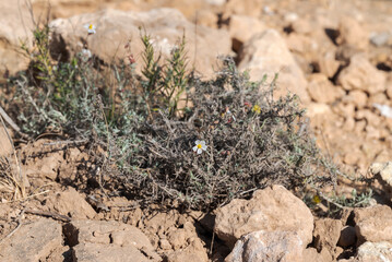 Flowers of Helianthemum violaceum. Photo taken in Carabassi Beach, province of Alicante, Spain