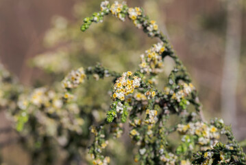 Flowers and leaves of shaggy sparrow-wort, Thymelaea hirsuta. Photo taken in Carabassi Beach, province of Alicante, Spain