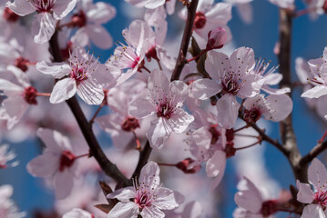 Flowers of Cherry plum, Prunus cerasifera. It is a popular ornamental tree for garden and landscaping use