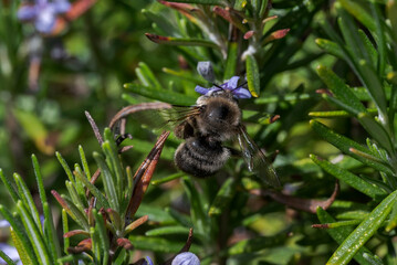 Carpenter bee, an insect in the genus Xylocopa, in the Apidae family
