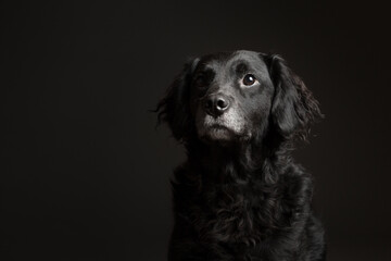 adorable black and white old retriever type mixed breed dog head portrait in the studio against a...