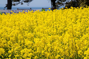 Field of yellow canola flowers at the seaside