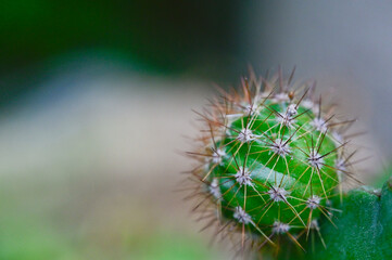close up of a thorny cactus ball.