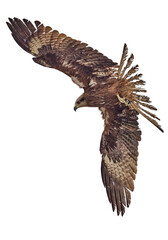 black kite in flight isolated on white