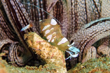 Magnificent anemone shrimp (Ancylomenes magnificus) with eggs on the coral. Picture of sea creature with anemone. Underwater photography from scuba diving with marine animals.