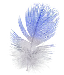 blue parrot small feather isolated on white