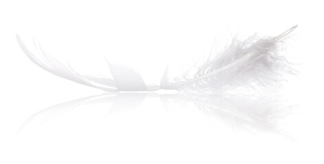 fluffy polar owl feather with reflection on white