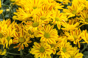 colorful flower garden background