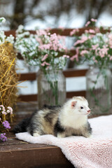 A ferret in the spring surroundings.A beautiful animal on a background of flowers.Cute pet weasel.