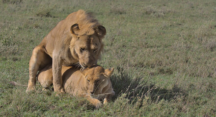 pair of african lions mating in the wild savannah of serengeti national park, tanzania