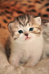 cute face of a little red tabby kitten.