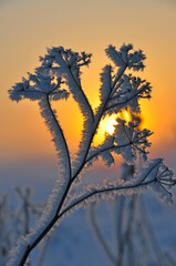 Frosty winter early morning.  frozen flowers in fluffy frost against the backdrop of the rising sun.