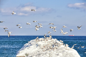A flock of seagulls on a snow-covered pier on the seashore on a sunny frosty day

