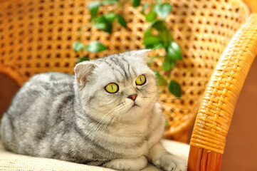 A fold-eared cat with bright yellow eyes rests in a wicker chair. Muzzle close-up and look
