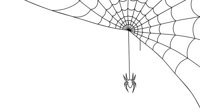 Spider Web Animation on white Background.  Sways in the wind Slowly. The Spider insect up and Down on Cobweb in Corner. 