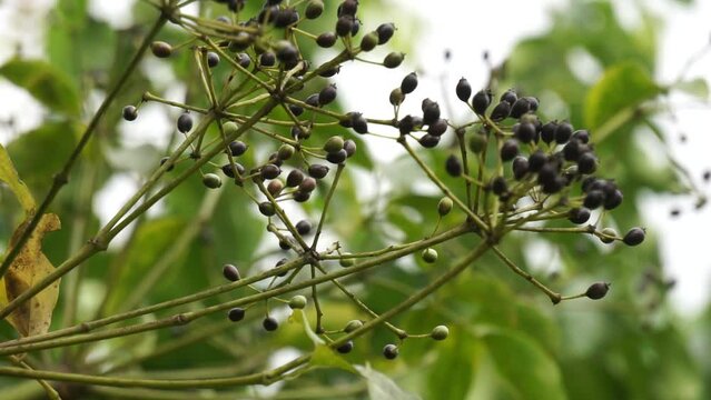 Phellodendron amurense (Amur cork tree). It has been used as a Chinese traditional medicine for the treatment of meningitis, bacillary dysentery, pneumonia, tuberculosis, tumours, jaundice