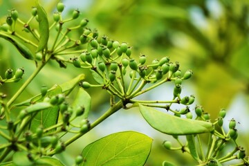 Phellodendron amurense (Amur cork tree). It has been used as a Chinese traditional medicine for the...