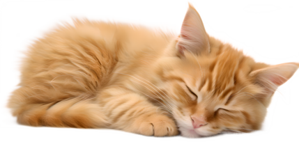 cute curled up brown baby cat (kitty) sleeping on transparent background (png)