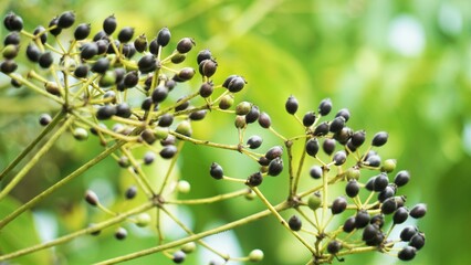 Phellodendron amurense (Amur cork tree). It has been used as a Chinese traditional medicine for the...