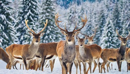 Naklejka na ściany i meble a noble deer male with female in the herd against the background of a beautiful winter snow forest artistic winter landscape christmas image