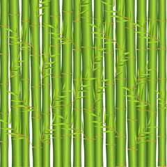 bamboo background with bamboo forest tree plant with leaf