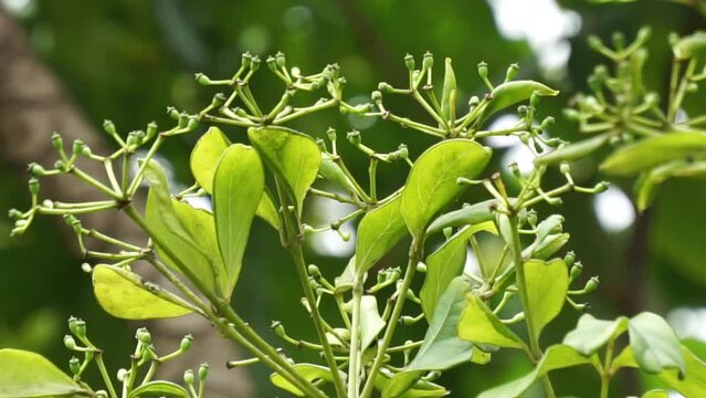 Phellodendron amurense (Amur cork tree). It has been used as a Chinese traditional medicine for the treatment of meningitis, bacillary dysentery, pneumonia, tuberculosis, tumours, jaundice