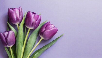 purple tulips on a pastel purple background