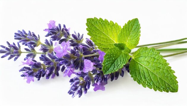 lavender and melissa lemon balm creative layout isolated on white