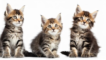 cute kitten cat playing collection set isolated on transparent white background