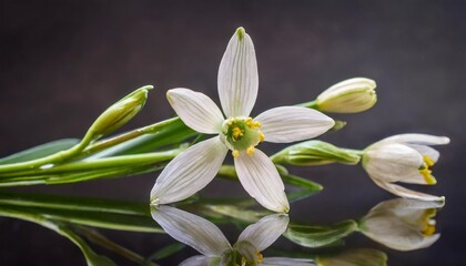 few eucharis flowers and unopened buds on dark background close up view