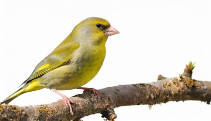 Obraz premium greenfinch on a branch isolated on white