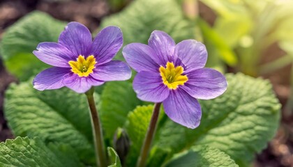 two flowers of purple primula denticulata or drumstick primula in a garden close up against a background of green leaves with shallow depth of field