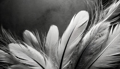 beautiful abstract colorful white and black light feathers wall pattern textures background and wallpaper art