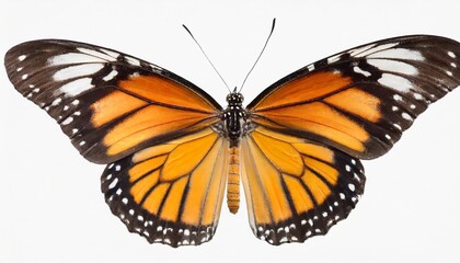 Obraz premium butterfly isolated on white background