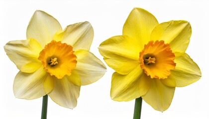 Obraz na płótnie Canvas two yellow narcissus daffodil narcissus amaryllidaceae isolated on white background including clipping path