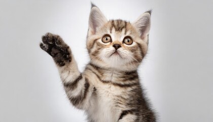 cute domestic shorthair kitten stands on a white background with raised paw and looks up