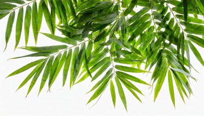 green bamboo leaves isolated on white background
