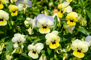 Flowerbed of cream, mauve and yellow pansies (viola × wittrockiana) © Galumphing Galah