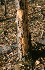 Cerf élaphe, Cervus elaphus, arbre mangé par des cervidés