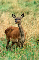 Cerf elaphe, biche, Cervus elaphus,