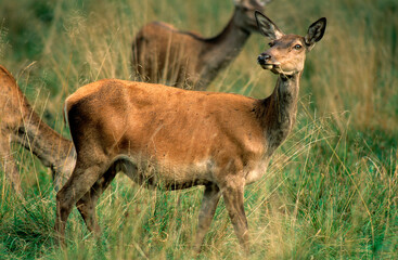 Cerf elaphe, biche, Cervus elaphus,